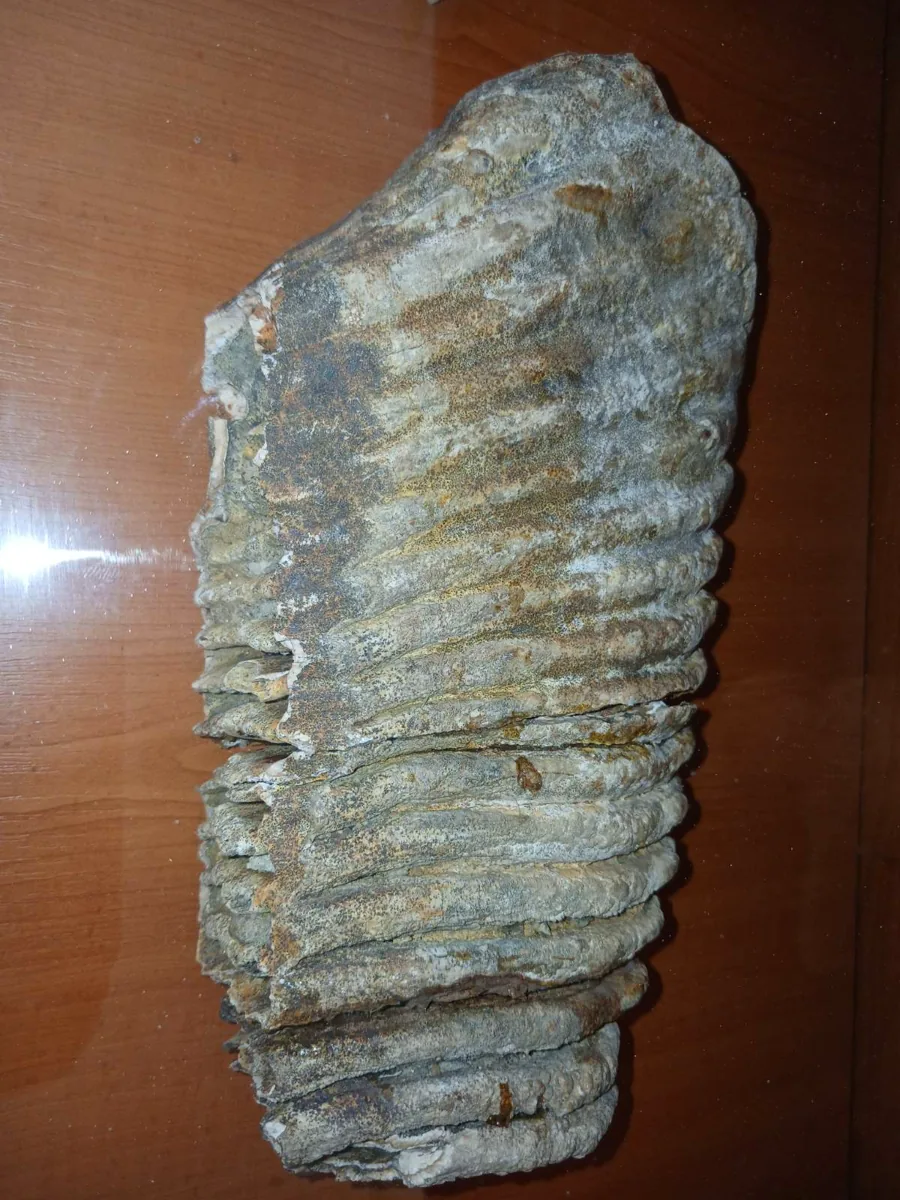 Molar de mamut expus în muzeul din Duruitoarea Veche